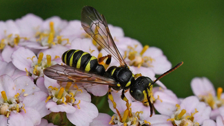 Digger wasp on flower head