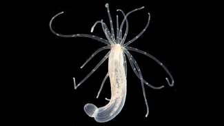 A Starlet sea-anemone viewed through a microscope