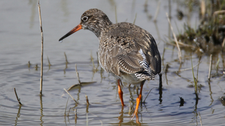 A redshank wading in shallow water