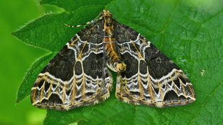 A Small Phoenix moth resting on a leaf