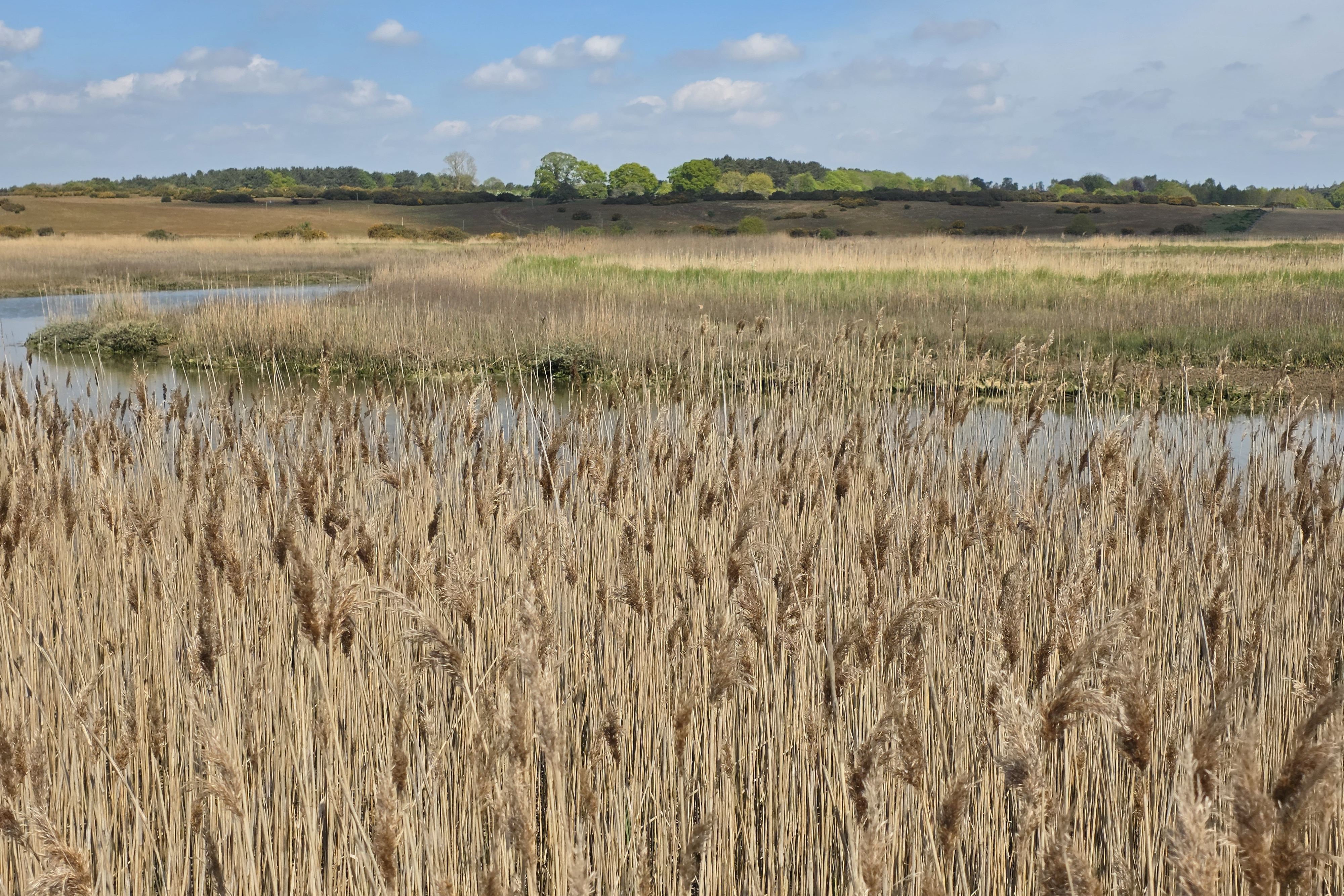 A dense reedbed in the foreground, with a river and marsh grazing in the background