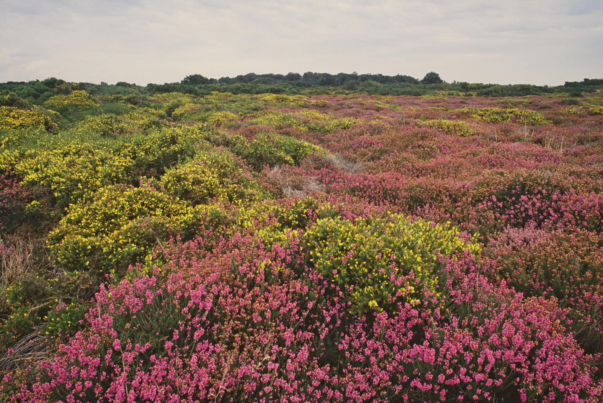 Colourful pink and yellow heather in bloom at Minsmere Heath