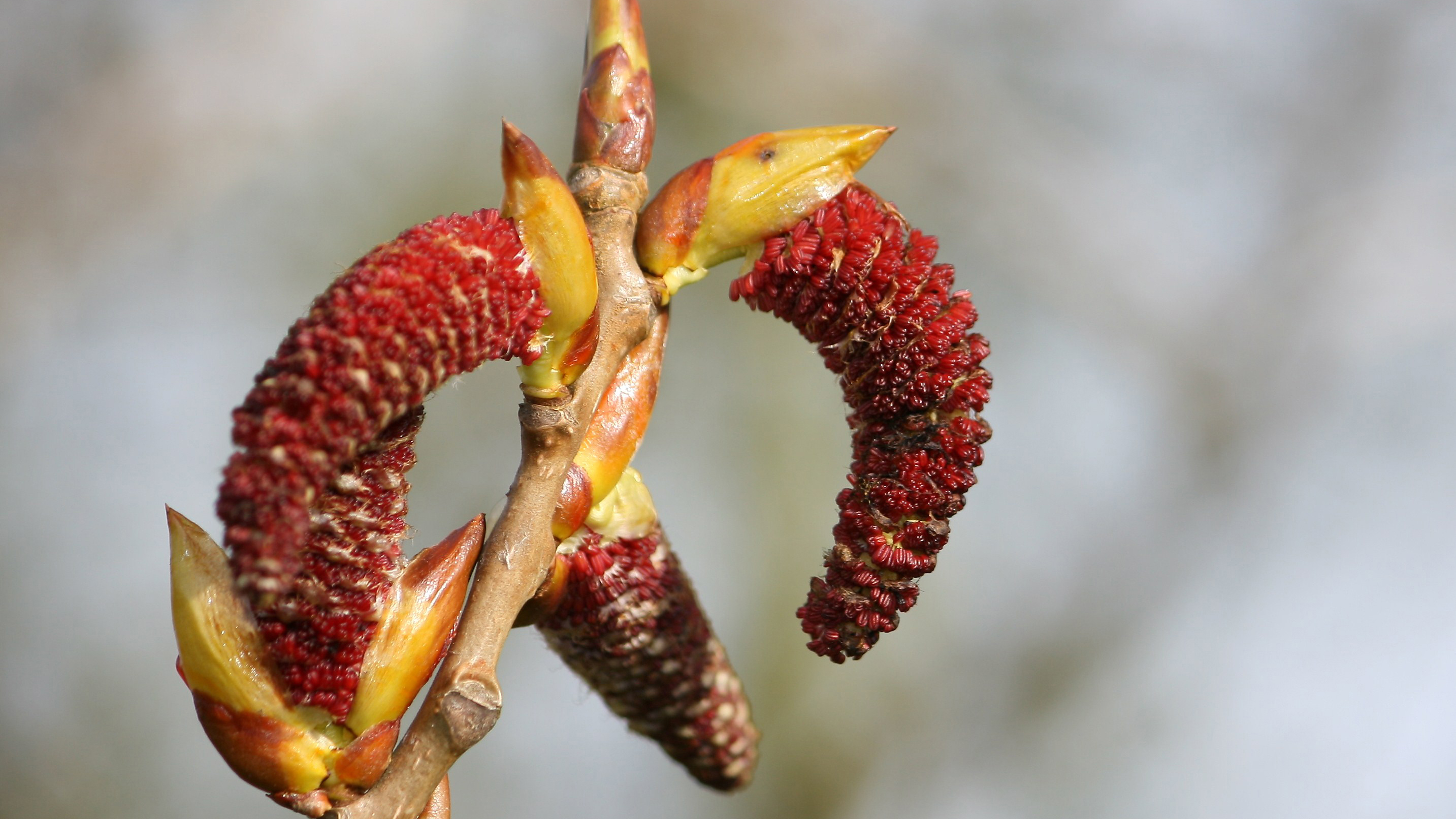 The red catkins of a male black poplar