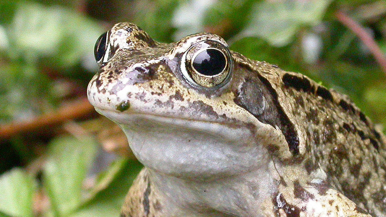 A common frog 