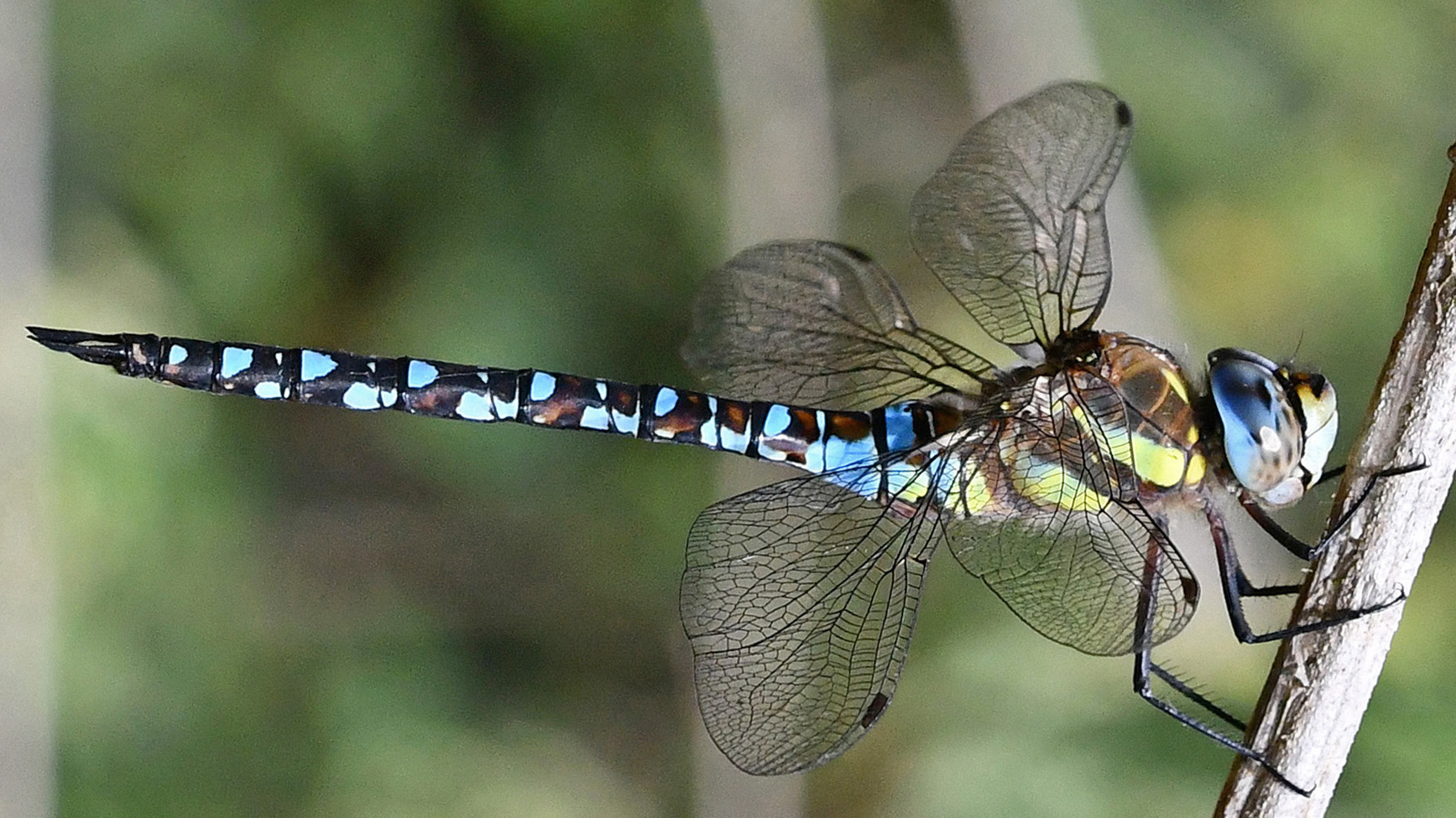 Migrant hawker dragonfly resting on a plant stem