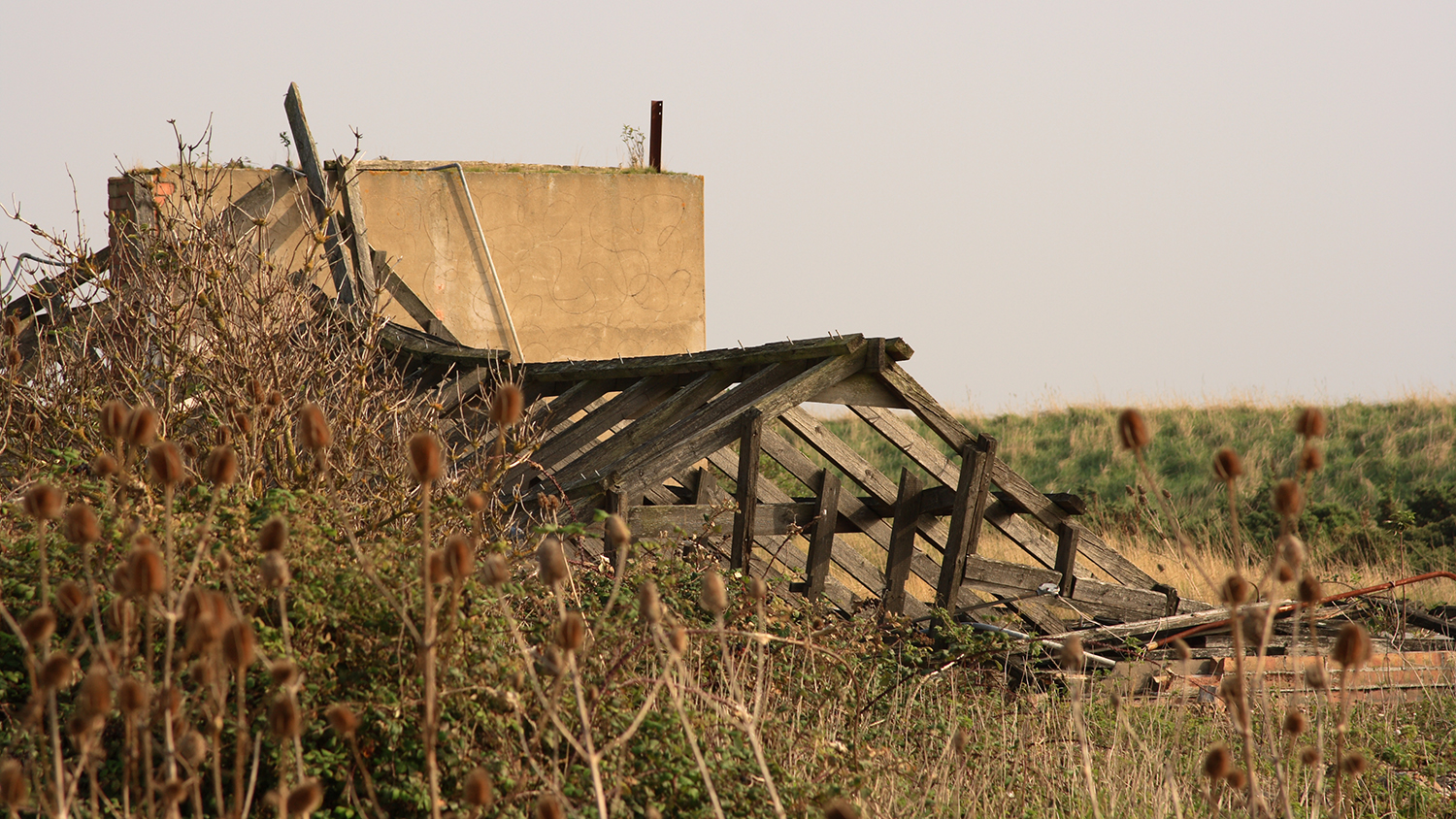 roof rafters of a derelict building collapsed on the ground, surrounded by plants