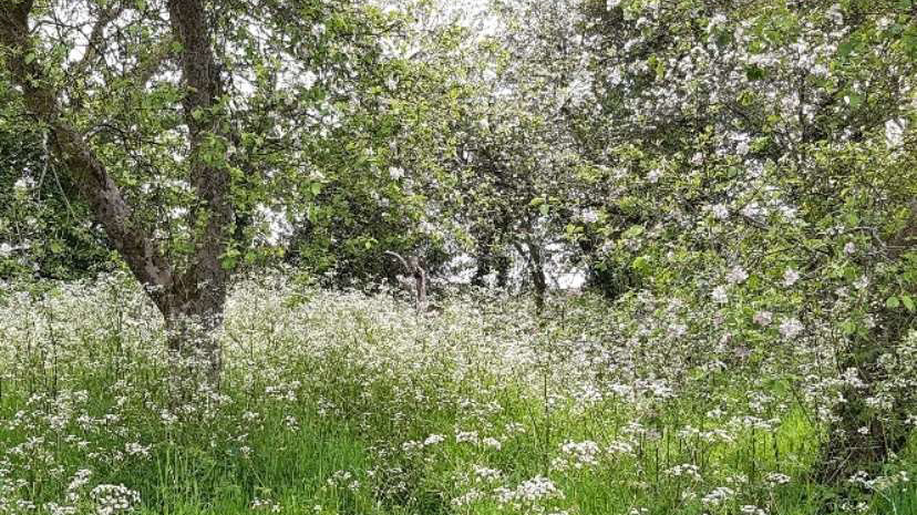 a landscape view of an orchard with the older trees and an abundance of wildflowers in bloom