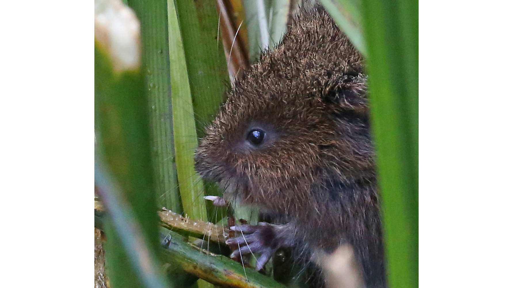 A water vole peeping out from between reed stalks