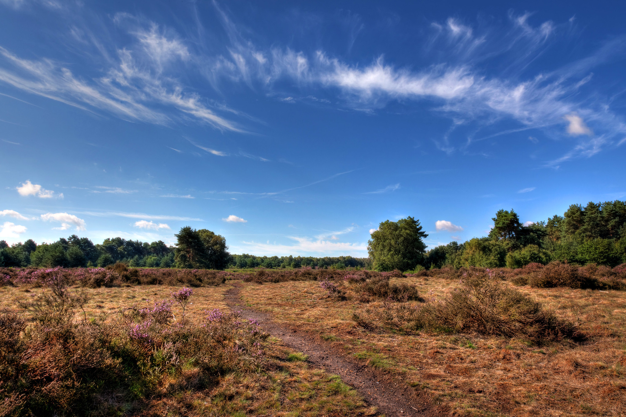 Knettishall heath on a sunny day