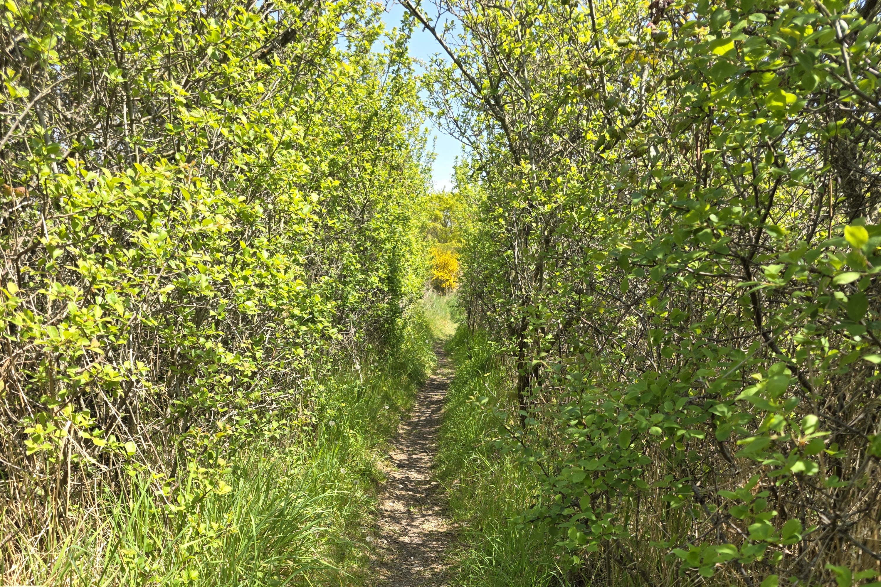 A narrow path through scrubby trees, with fresh spring leaves, and some bright yellow flowers of broom in the distance