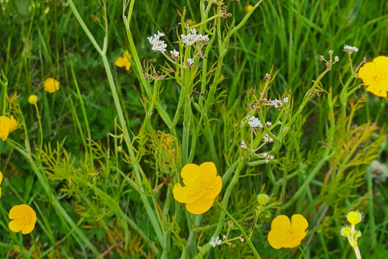 A close up of Buttercups, surrounding a dainty white flowered plant.