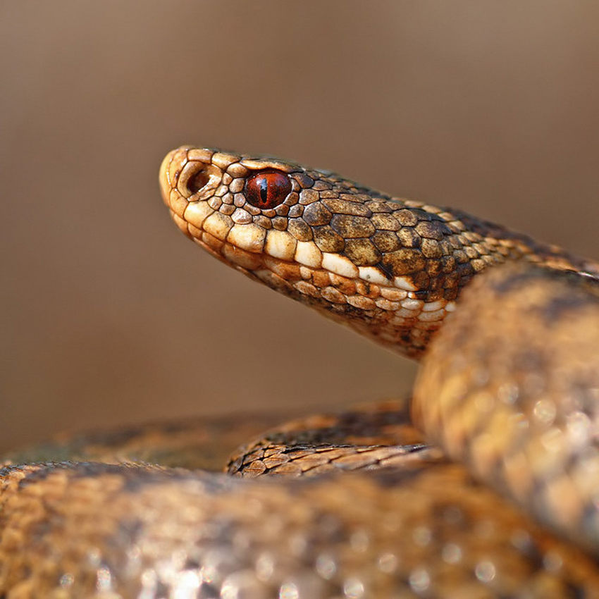 a close up of an adder