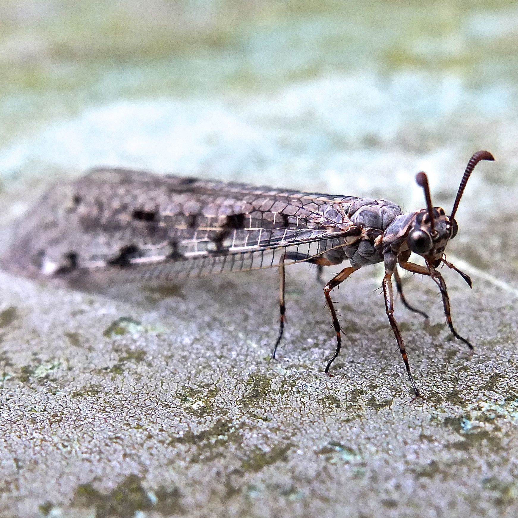 adult antlion