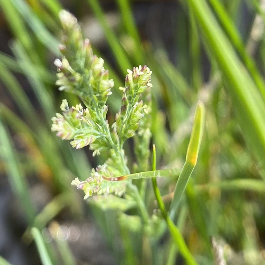 Borrer's saltmarsh grass