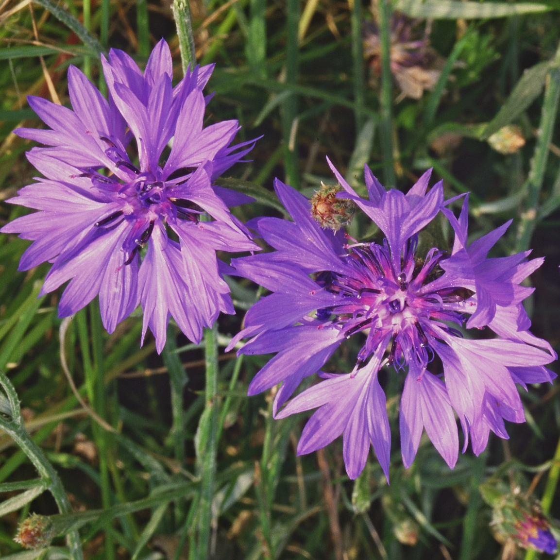 Cornflower