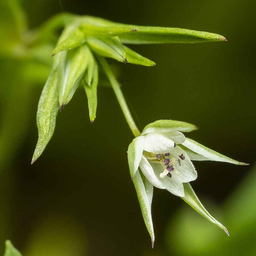Fine-leaved Sandwort 