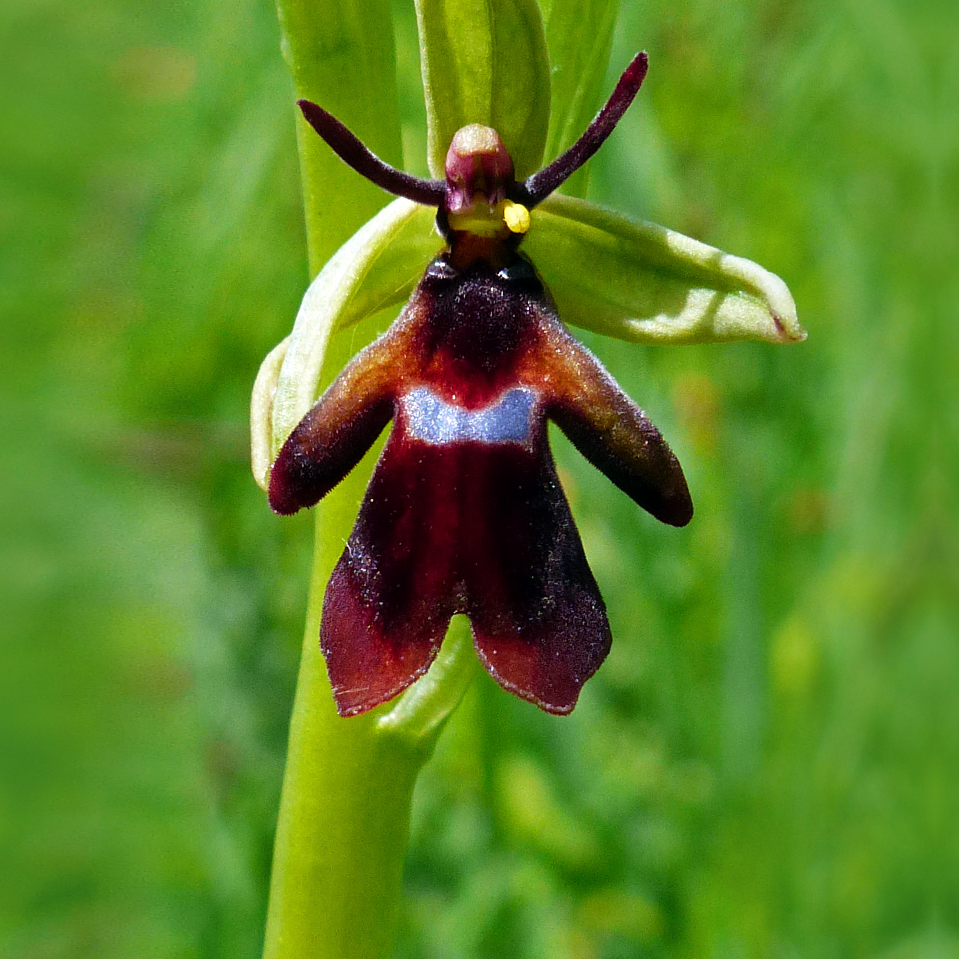 Fly Orchid 