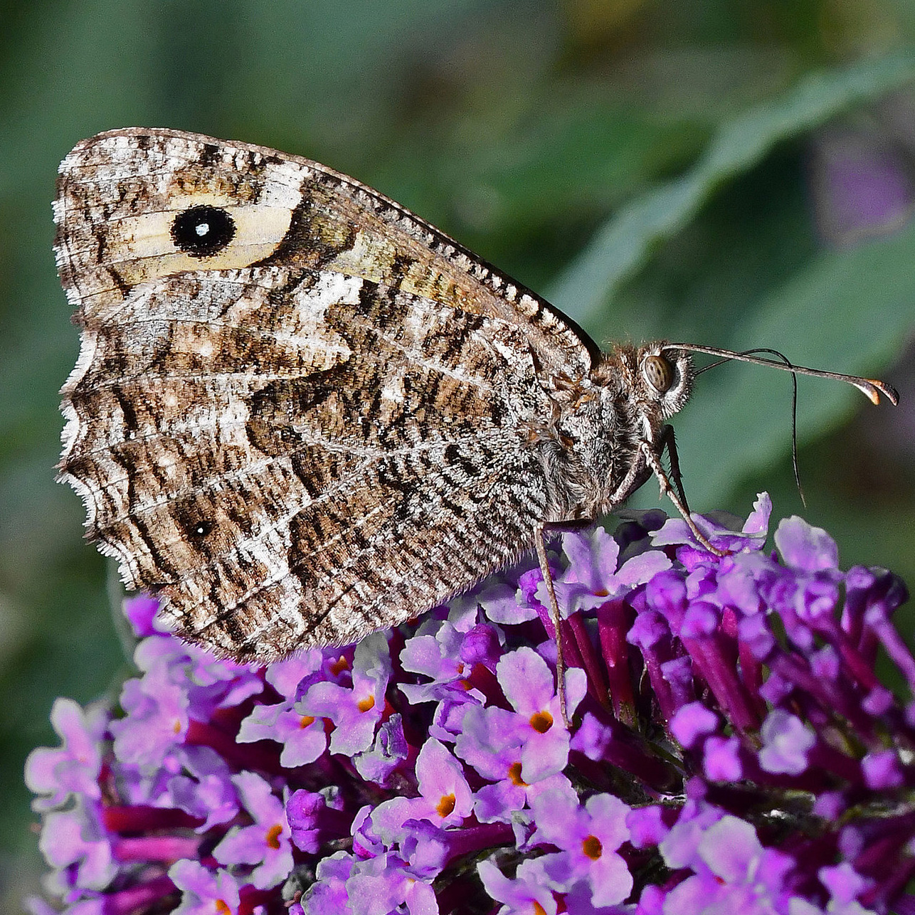 grayling