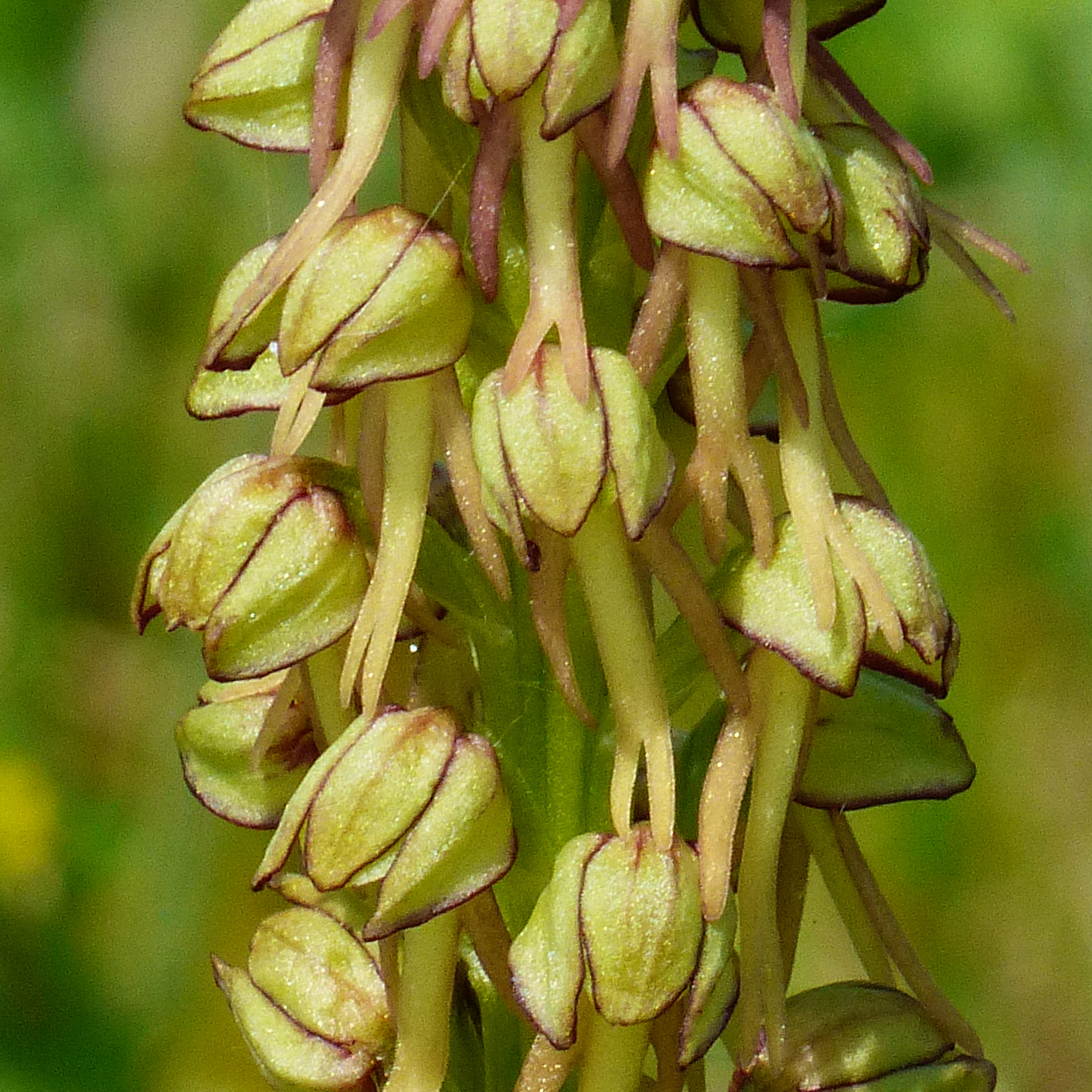 Man orchid