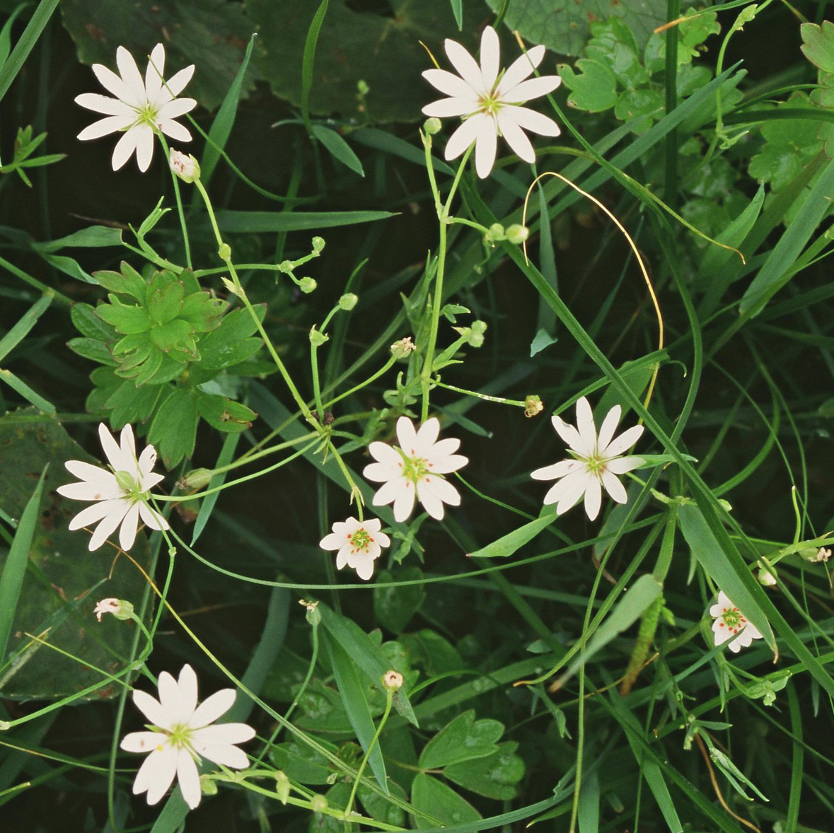 Marsh Stitchwort 