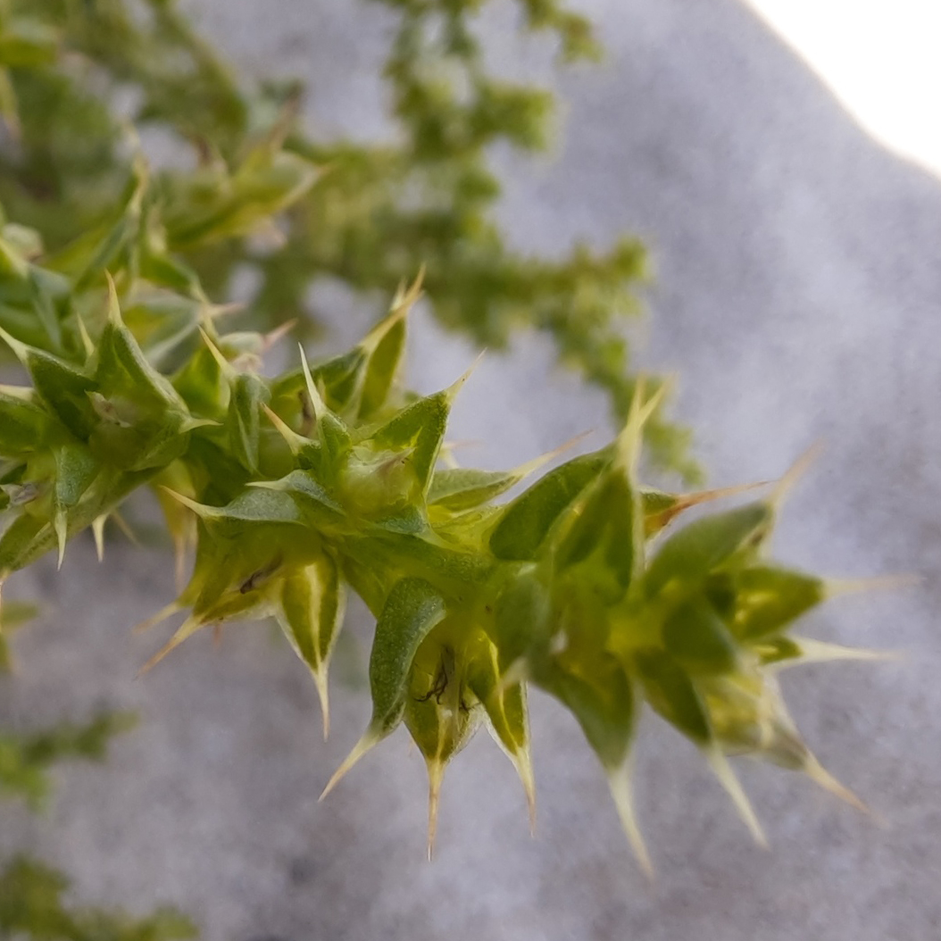 Prickly Saltwort 