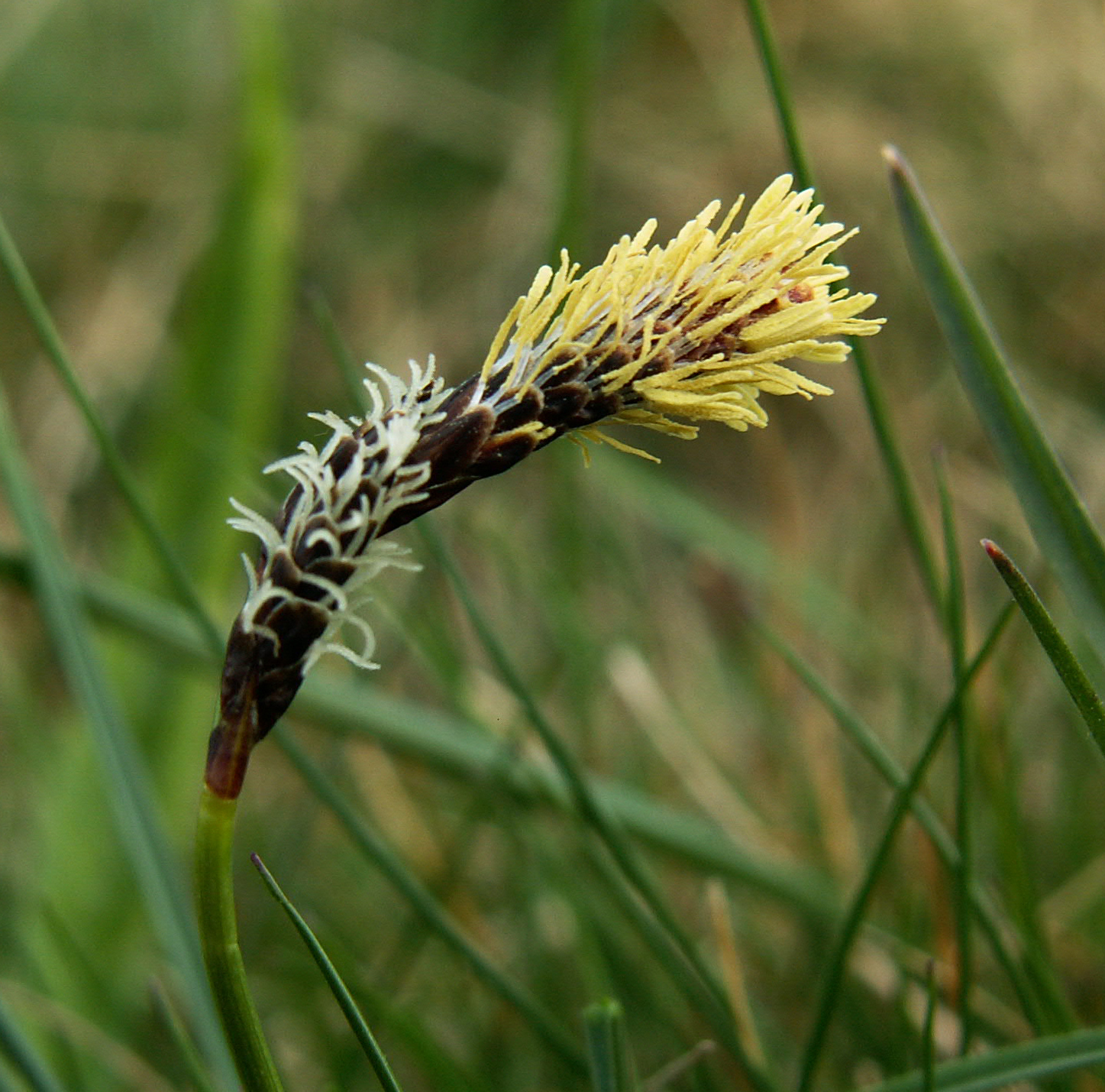 Rare Spring-Sedge 