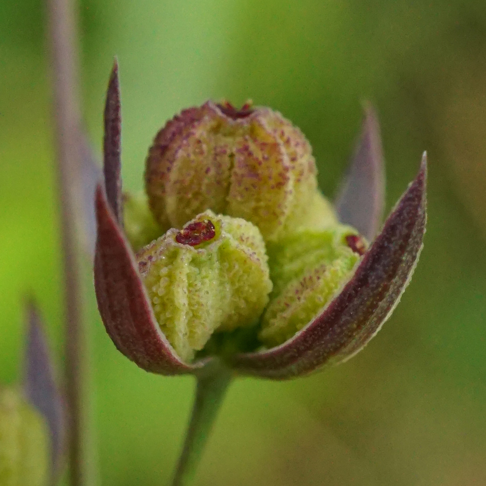 Slender Hare’s-Ear