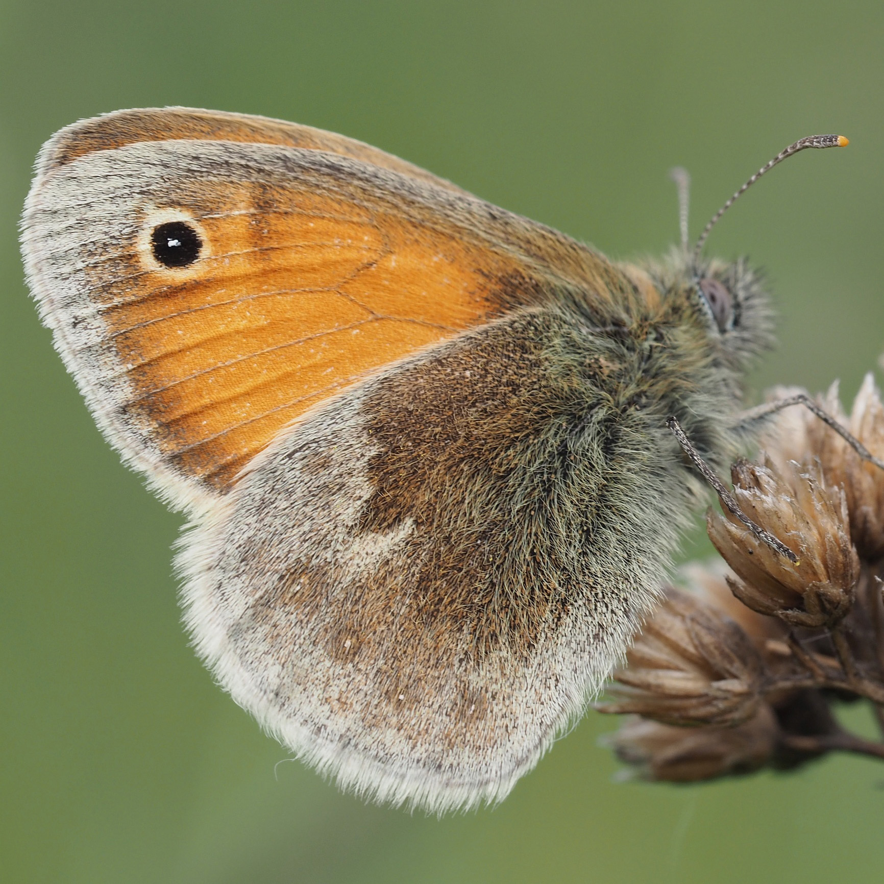 small heath butterfly