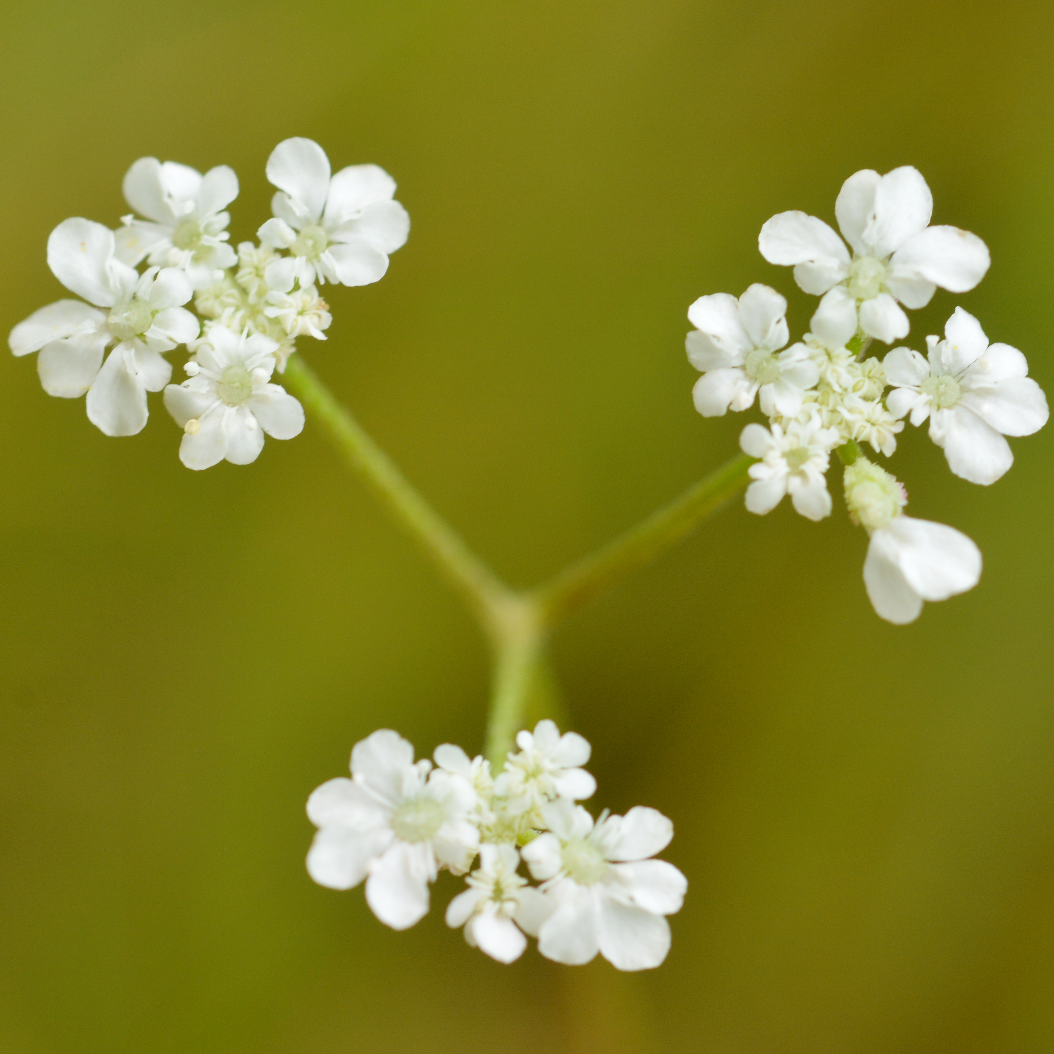 Spreading Hedge-Parsley 