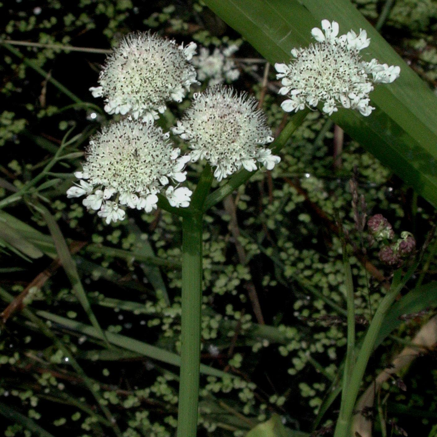 Tubular Water-Dropwort 