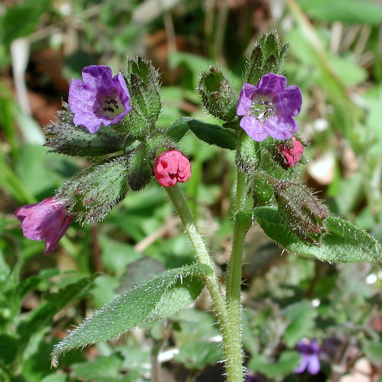 Suffolk Lungwort 