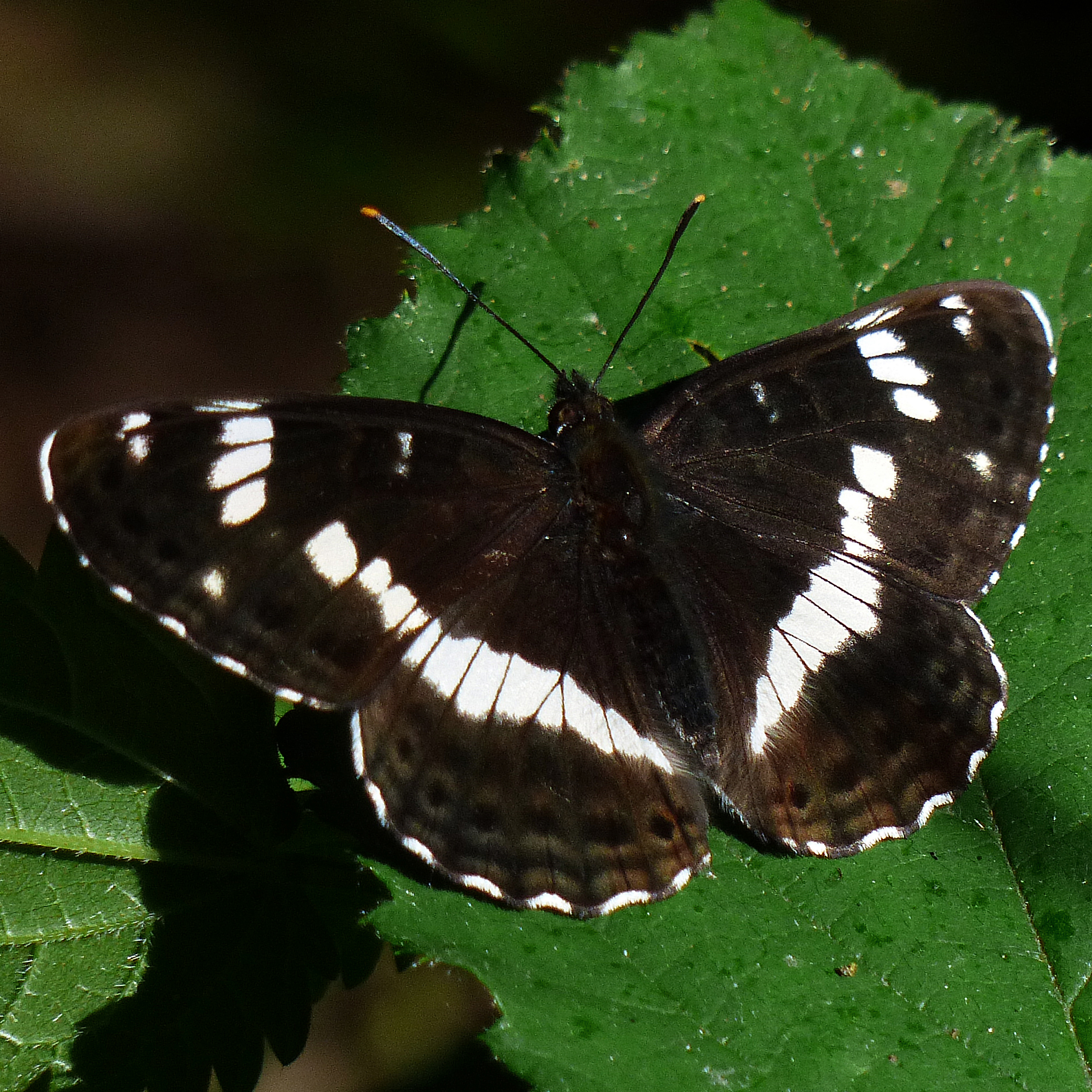 white admiral butterfly