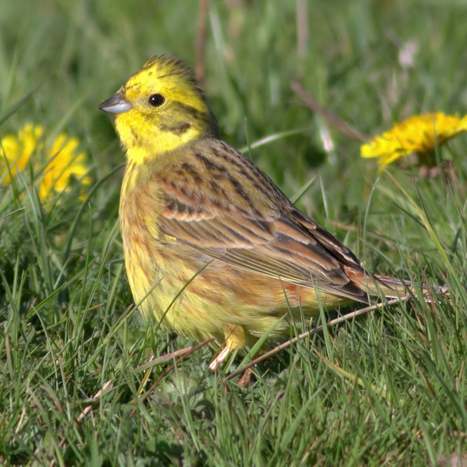 Yellowhammer | Suffolk Biodiversity Information Service