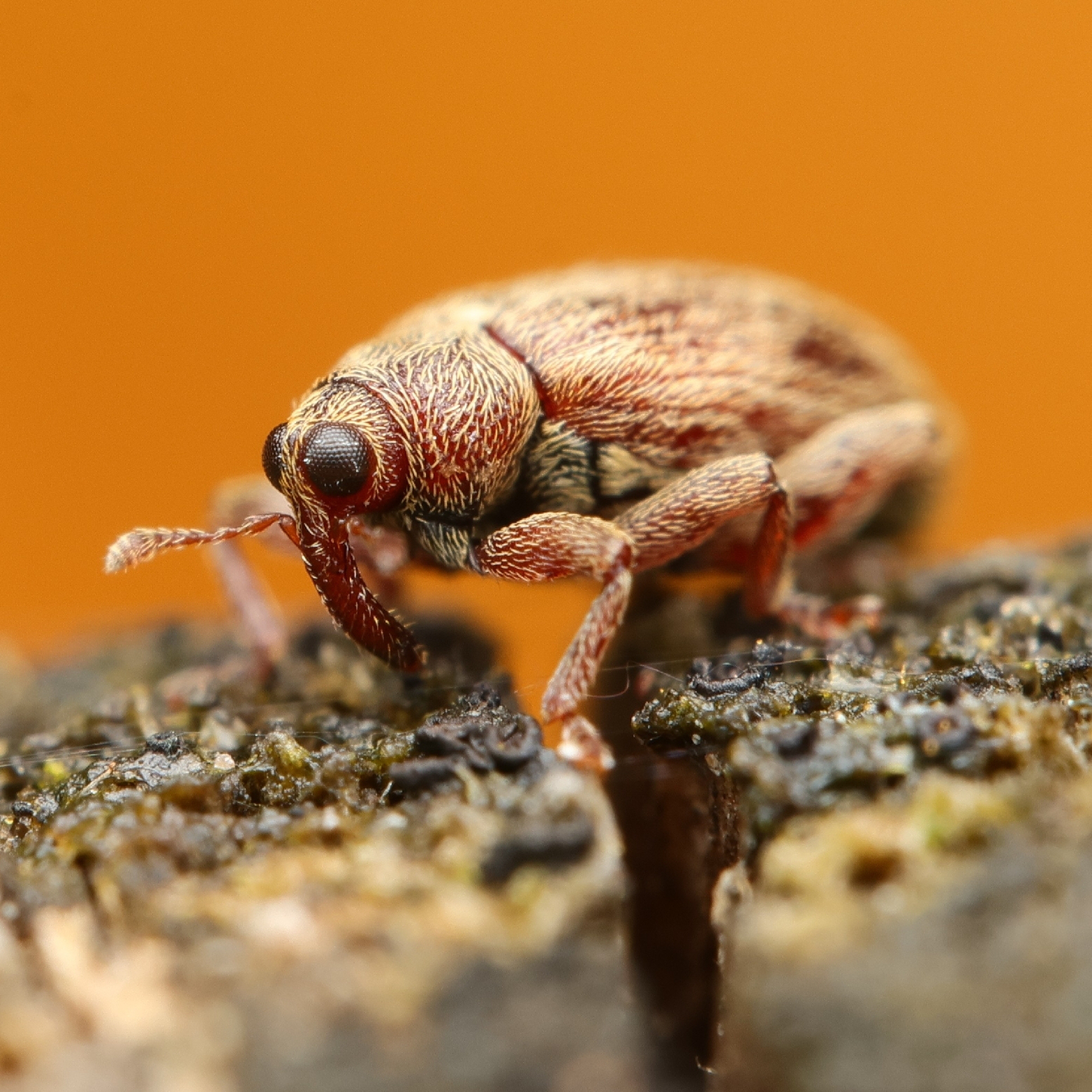 An alder flea weevil with an orange background