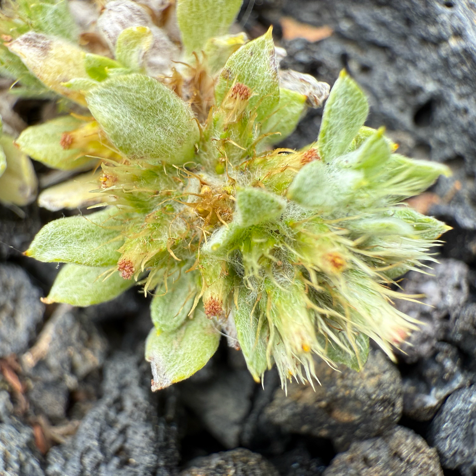 Broad-leaved Cudweed