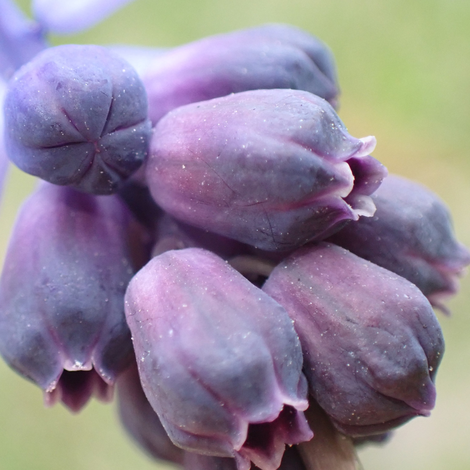 Close up of Grape Hyacinth Flowers