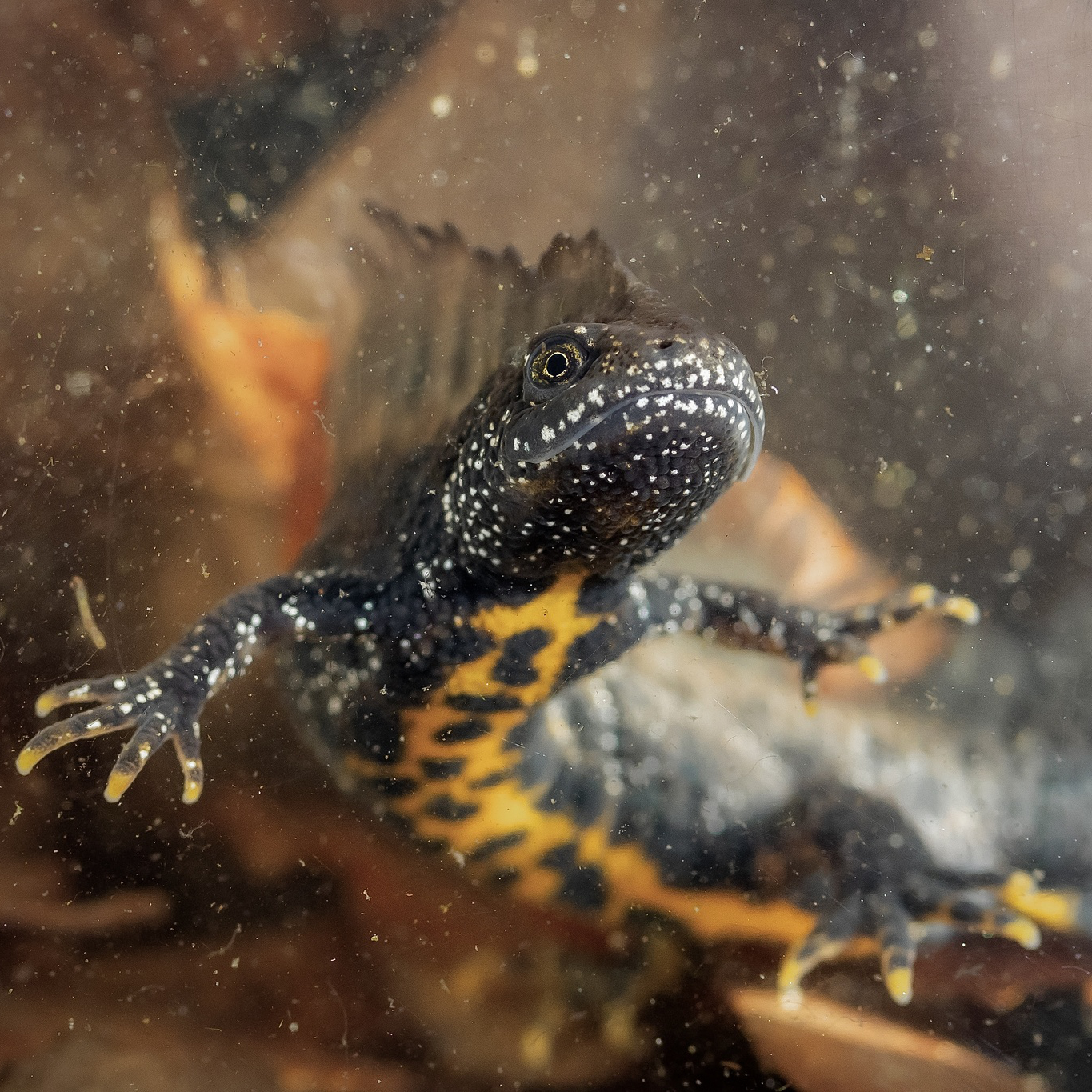 A great crested newt underwater, floating slightly above our point of view so we can see the yellow belly markings