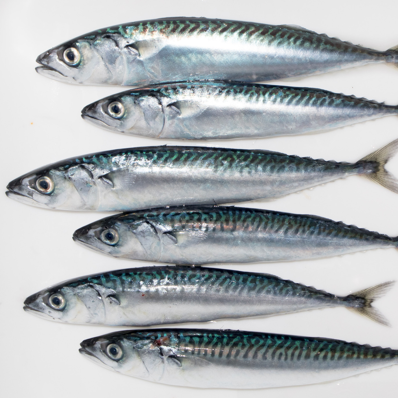 Mackerel