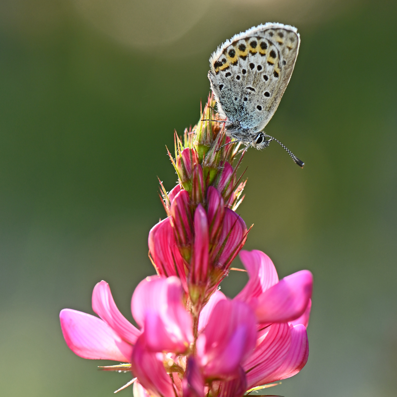 A silver studded blue butterfly nectaring on a pink petalled plant