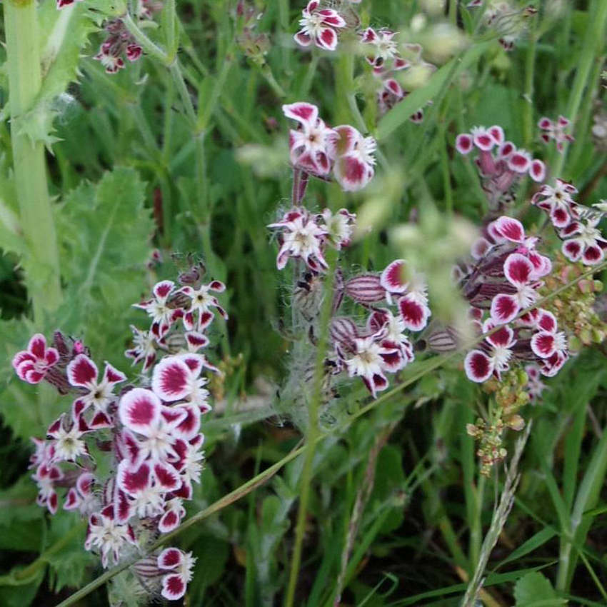 Small-flowered Catchfly 