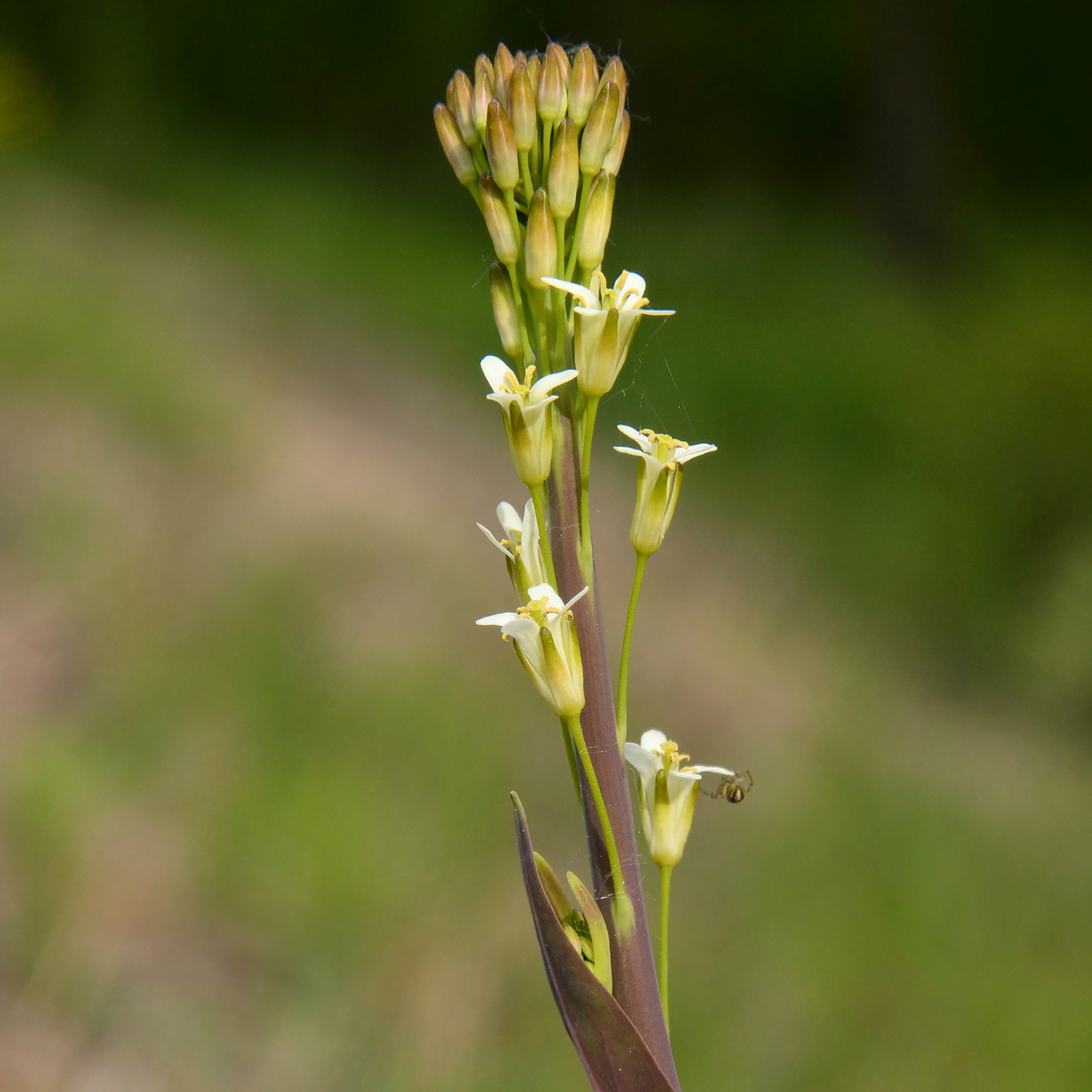 Tower Mustard 
