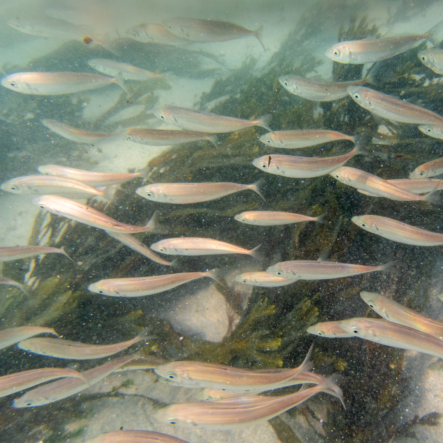 A shoal of Whiting