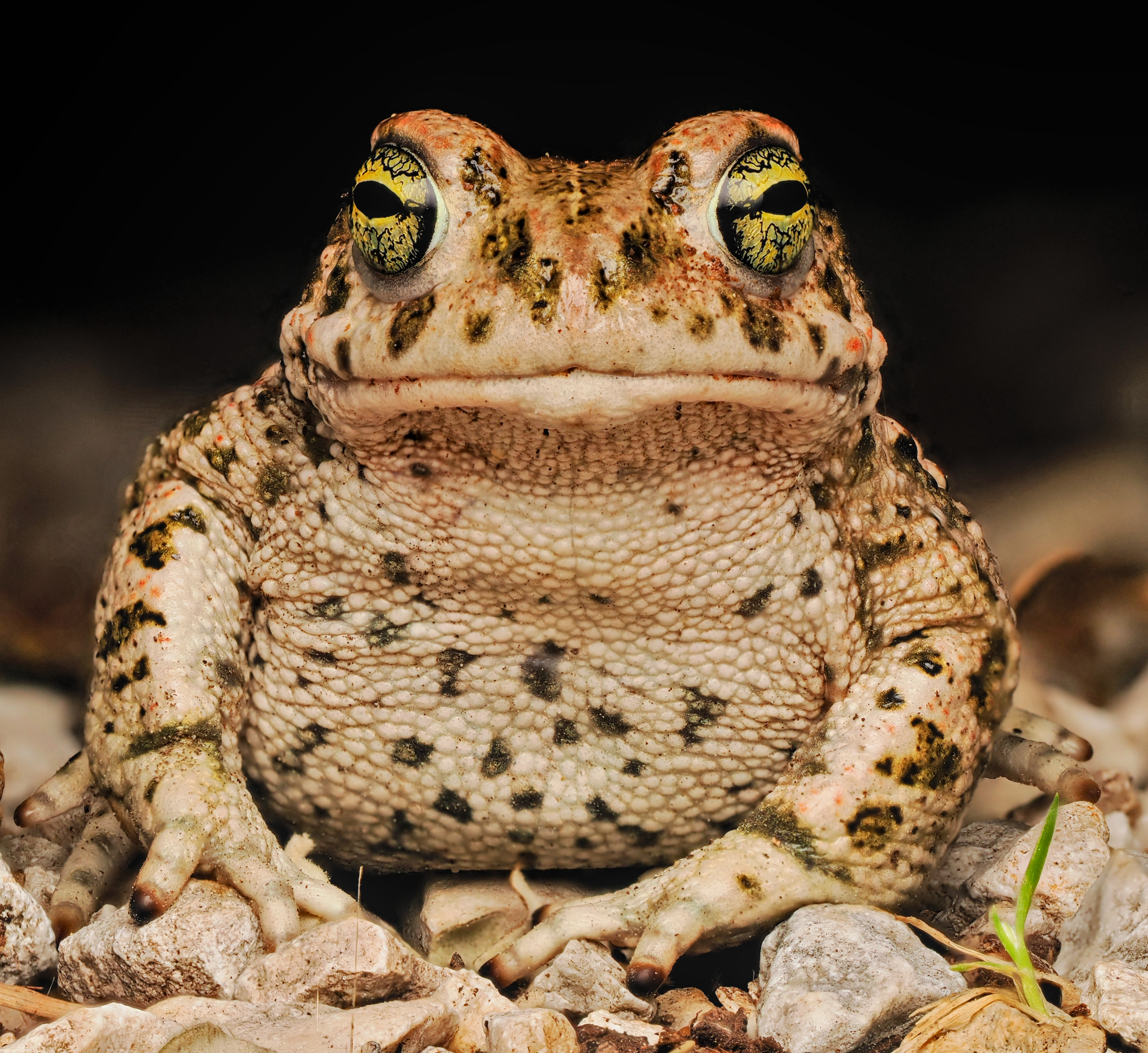 A Natterjack toad sitting facing the camera looking thoughtful