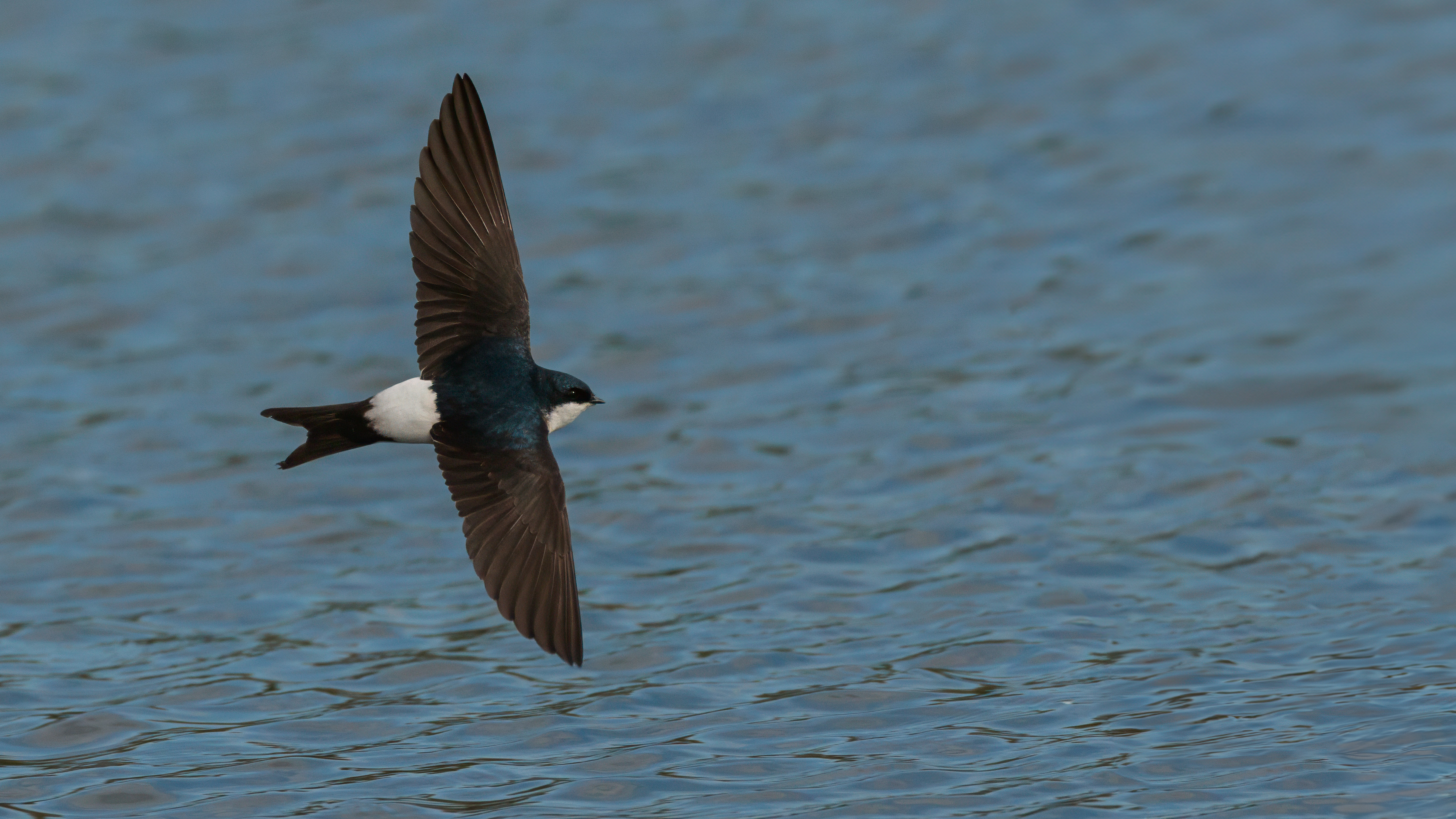A House Martin in flight over water