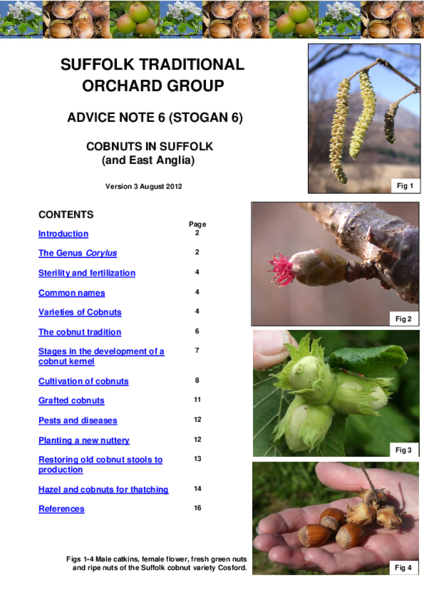 6:  Cobnuts in Suffolk