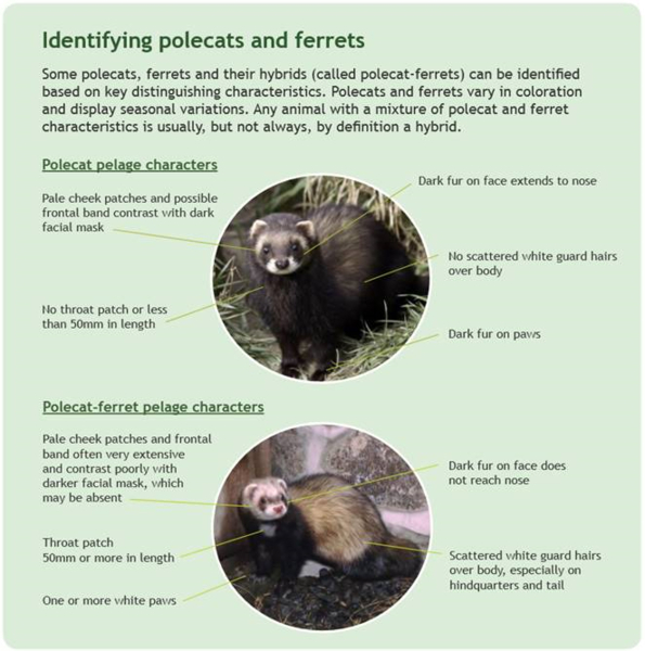 Identifying polecats
