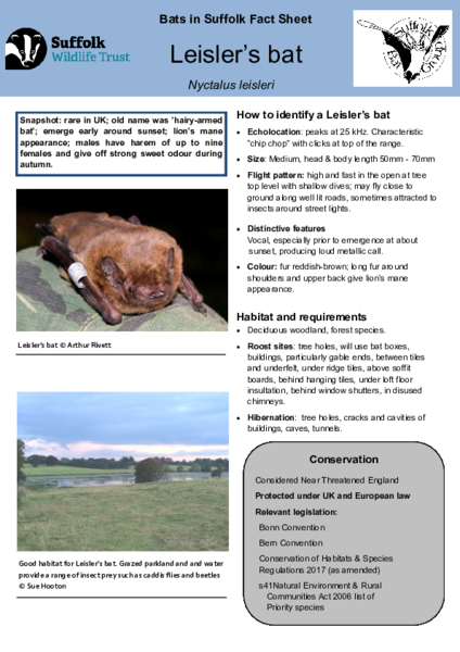 Leisler Bat