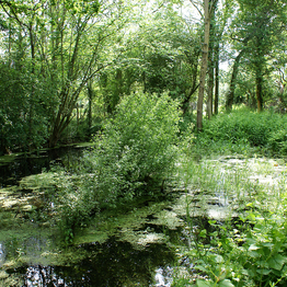 A woodland pond