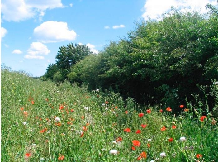 A shrubby hedgerow beside a diverse field margin