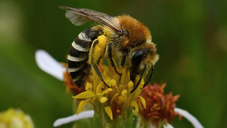 A bee feeding on a yellow flower